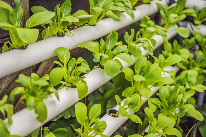 Hydroponic Farming An Overview Of The 6 Main Systems Hydroponic Farming An Overview Of The 6 Main Systems
