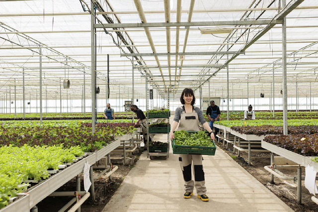 How Hydroponic Farming Helps Boost Fresh Produce Businesses