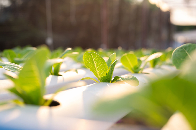 The Impact of Hydroponic Farming on the Environment