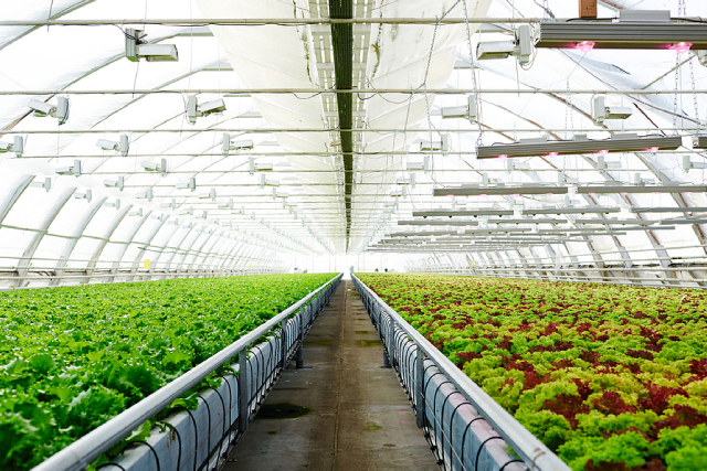 3 Types Of Plants To Avoid Growing In Your Hydroponic Farm