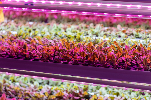 Boost Microgreens Growth: 5 Hydroponic Best Practices