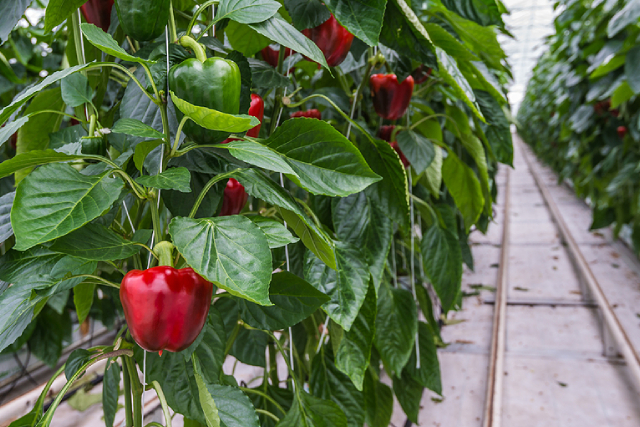 Why Hydroponics Is The Key To Urban Food Security Today