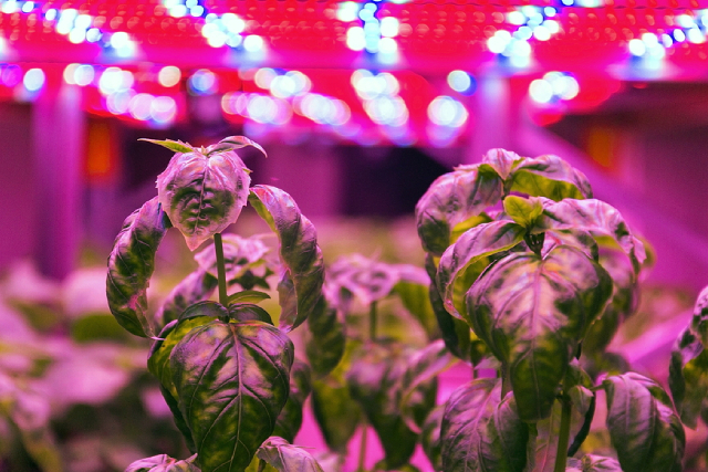 How To Balance Light And Dark Cycles In Hydroponics