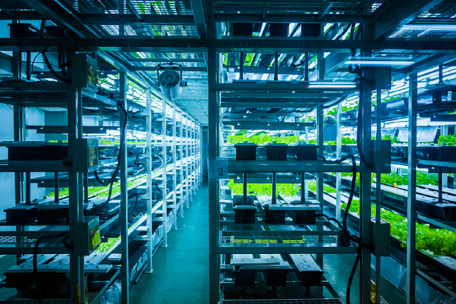 Is Your Hydroponic System Lacking Oxygen? Why It Matters