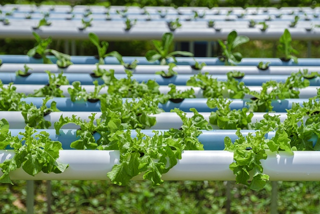 Industrial Piping Tips For Scalable Hydroponic Layouts