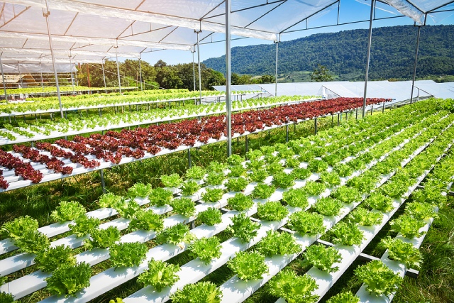 Which Hydroponic Systems Work Best In Singapore’s Climate