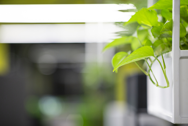 Top 5 Compact Hydroponics Growing System Ideas For HDBs