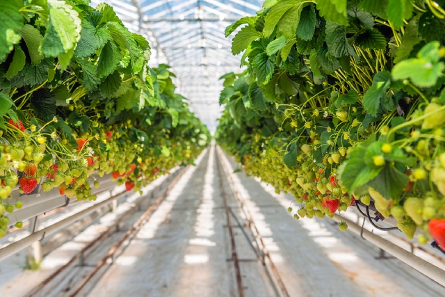 A Beginner's Guide To Soil-Free Farming In The Tropics