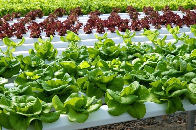 Sustainable Grow Systems For The Singapore 30 By 30 Goal